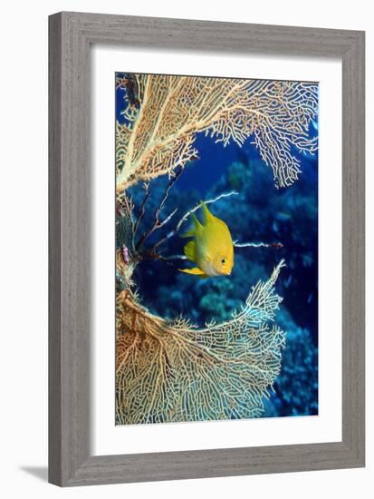 Golden Damselfish-Georgette Douwma-Framed Photographic Print