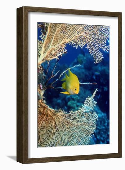 Golden Damselfish-Georgette Douwma-Framed Photographic Print