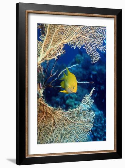 Golden Damselfish-Georgette Douwma-Framed Photographic Print