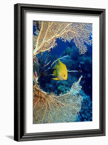 Golden Damselfish-Georgette Douwma-Framed Photographic Print
