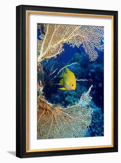 Golden Damselfish-Georgette Douwma-Framed Photographic Print