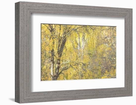 Golden Dreams-Doug Chinnery-Framed Photographic Print