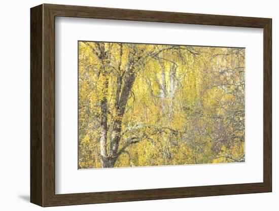 Golden Dreams-Doug Chinnery-Framed Photographic Print