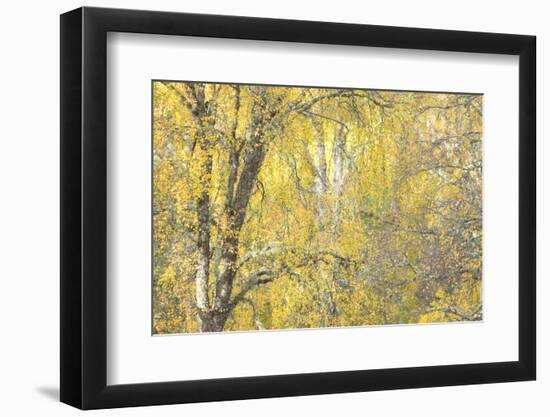 Golden Dreams-Doug Chinnery-Framed Photographic Print