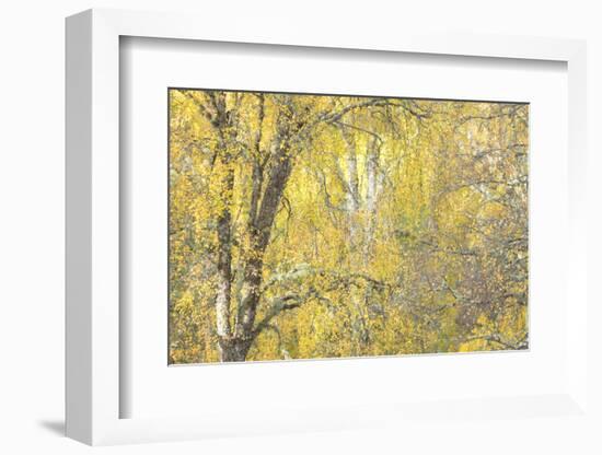 Golden Dreams-Doug Chinnery-Framed Photographic Print