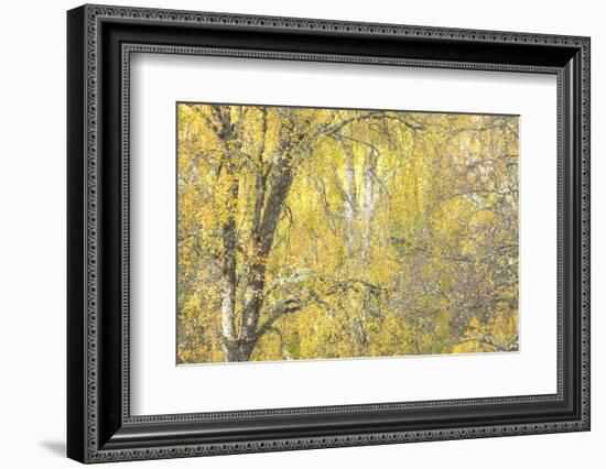 Golden Dreams-Doug Chinnery-Framed Photographic Print