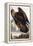 Golden Eagle, 1833-John James Audubon-Framed Premier Image Canvas