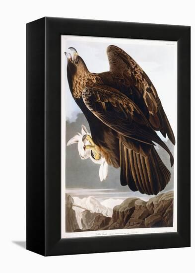 Golden Eagle, 1833-John James Audubon-Framed Premier Image Canvas