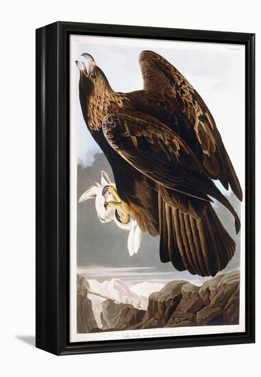 Golden Eagle, 1833-John James Audubon-Framed Premier Image Canvas