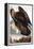 Golden Eagle, 1833-John James Audubon-Framed Premier Image Canvas