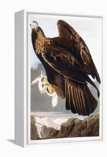 Golden Eagle, 1833-John James Audubon-Framed Premier Image Canvas