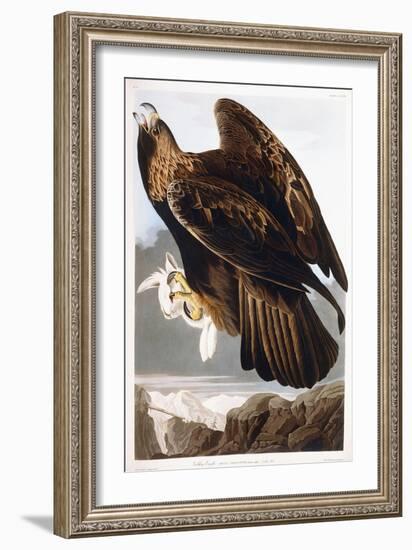 Golden Eagle, 1833-John James Audubon-Framed Giclee Print