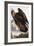 Golden Eagle, 1833-John James Audubon-Framed Giclee Print