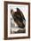 Golden Eagle, 1833-John James Audubon-Framed Giclee Print