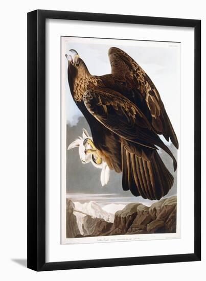 Golden Eagle, 1833-John James Audubon-Framed Giclee Print