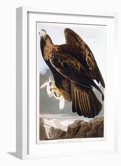 Golden Eagle, 1833-John James Audubon-Framed Giclee Print