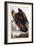 Golden Eagle, 1833-John James Audubon-Framed Giclee Print