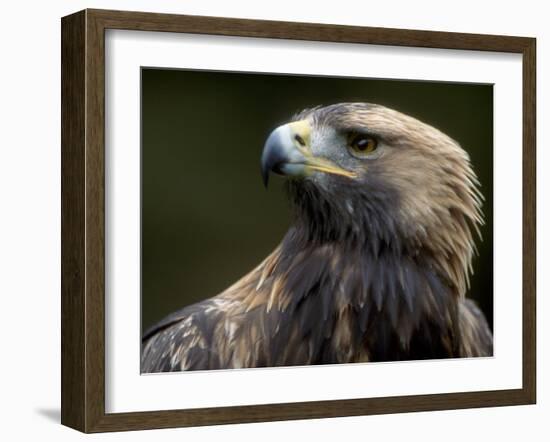 Golden Eagle, 4th Year Male, Scotland, UK-Niall Benvie-Framed Photographic Print