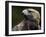 Golden Eagle, 4th Year Male, Scotland, UK-Niall Benvie-Framed Photographic Print