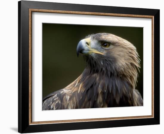 Golden Eagle, 4th Year Male, Scotland, UK-Niall Benvie-Framed Photographic Print