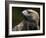 Golden Eagle, 4th Year Male, Scotland, UK-Niall Benvie-Framed Photographic Print