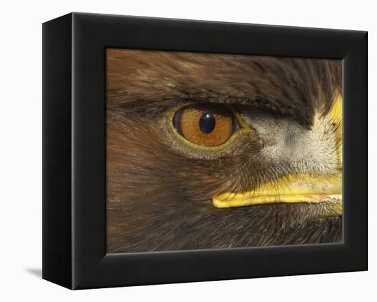 Golden Eagle Adult Portrait, Close up of Eye, Cairngorms National Park, Scotland, UK-Pete Cairns-Framed Premier Image Canvas