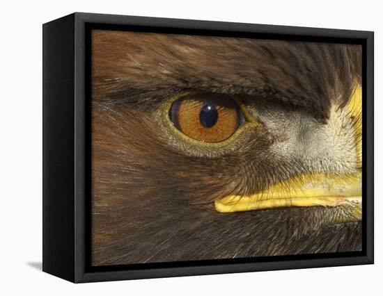 Golden Eagle Adult Portrait, Close up of Eye, Cairngorms National Park, Scotland, UK-Pete Cairns-Framed Premier Image Canvas