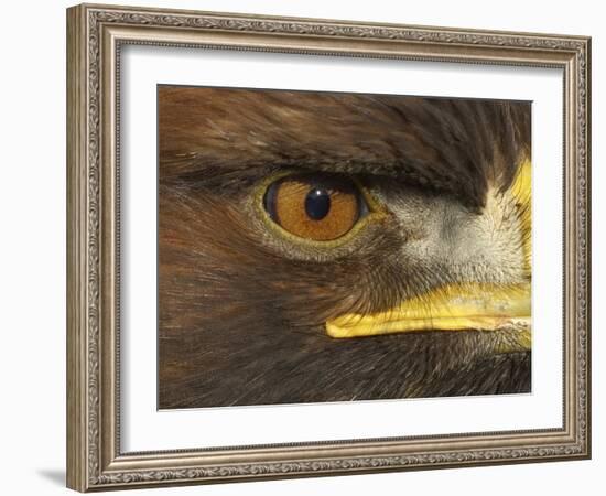 Golden Eagle Adult Portrait, Close up of Eye, Cairngorms National Park, Scotland, UK-Pete Cairns-Framed Photographic Print