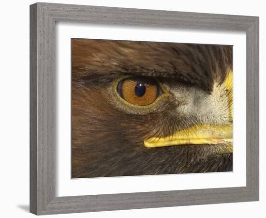 Golden Eagle Adult Portrait, Close up of Eye, Cairngorms National Park, Scotland, UK-Pete Cairns-Framed Photographic Print