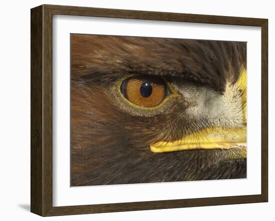 Golden Eagle Adult Portrait, Close up of Eye, Cairngorms National Park, Scotland, UK-Pete Cairns-Framed Photographic Print