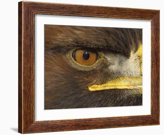 Golden Eagle Adult Portrait, Close up of Eye, Cairngorms National Park, Scotland, UK-Pete Cairns-Framed Photographic Print