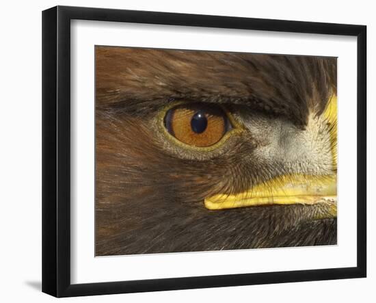 Golden Eagle Adult Portrait, Close up of Eye, Cairngorms National Park, Scotland, UK-Pete Cairns-Framed Photographic Print