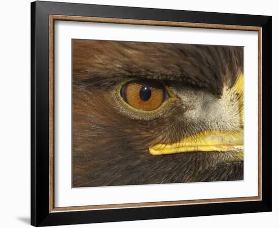 Golden Eagle Adult Portrait, Close up of Eye, Cairngorms National Park, Scotland, UK-Pete Cairns-Framed Photographic Print