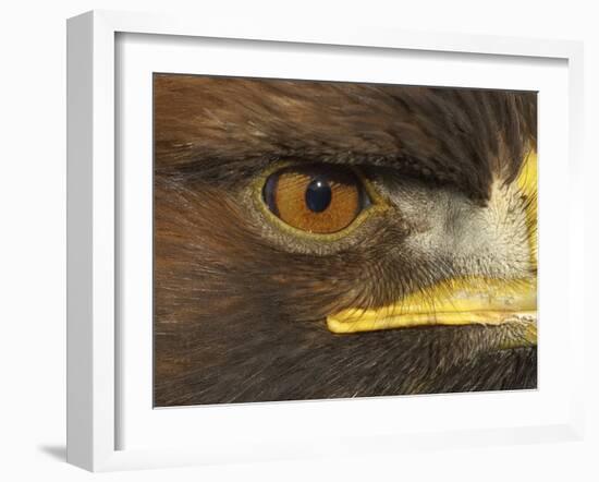 Golden Eagle Adult Portrait, Close up of Eye, Cairngorms National Park, Scotland, UK-Pete Cairns-Framed Photographic Print