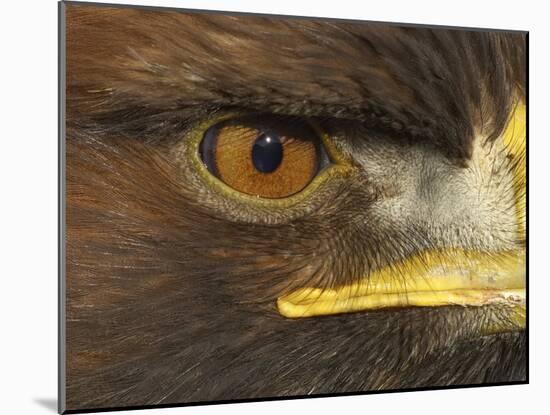 Golden Eagle Adult Portrait, Close up of Eye, Cairngorms National Park, Scotland, UK-Pete Cairns-Mounted Photographic Print