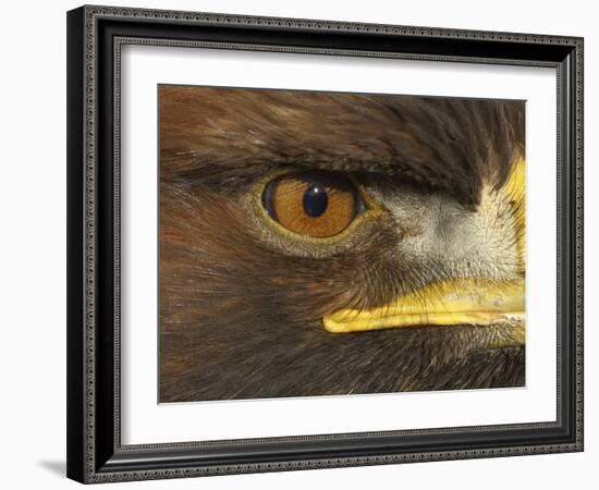 Golden Eagle Adult Portrait, Close up of Eye, Cairngorms National Park, Scotland, UK-Pete Cairns-Framed Photographic Print