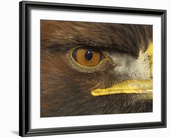 Golden Eagle Adult Portrait, Close up of Eye, Cairngorms National Park, Scotland, UK-Pete Cairns-Framed Photographic Print