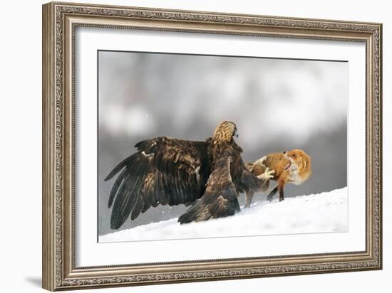 Golden Eagle And Red Fox-Yves Adams-Framed Giclee Print