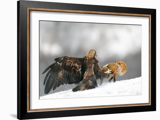 Golden Eagle And Red Fox-Yves Adams-Framed Giclee Print