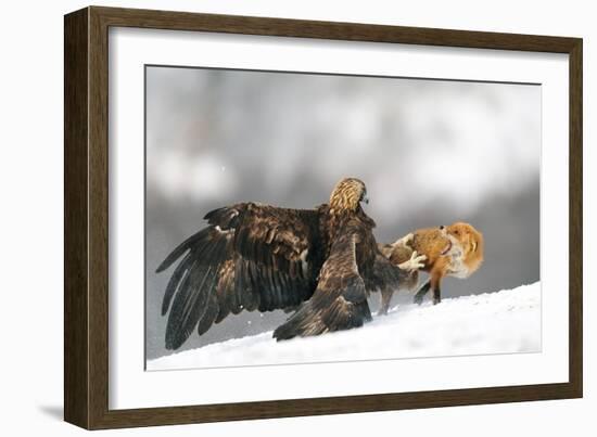 Golden Eagle And Red Fox-Yves Adams-Framed Giclee Print