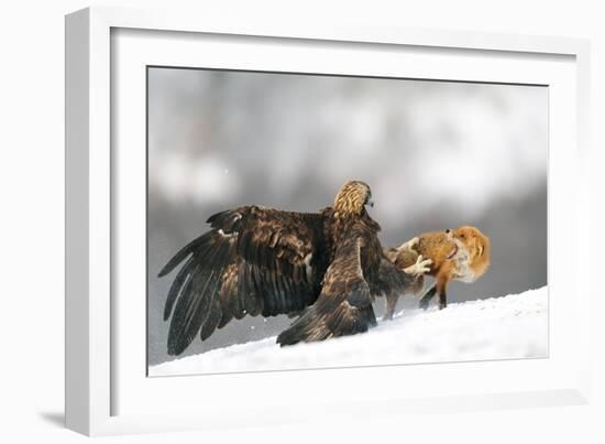 Golden Eagle And Red Fox-Yves Adams-Framed Giclee Print