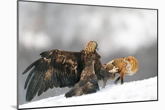 Golden Eagle And Red Fox-Yves Adams-Mounted Giclee Print