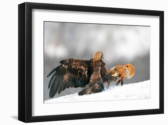 Golden Eagle and Red Fox-null-Framed Art Print