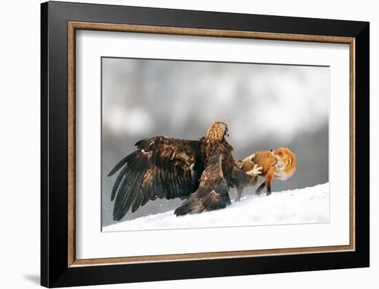 Golden Eagle and Red Fox-null-Framed Art Print