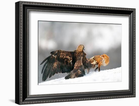 Golden Eagle and Red Fox-null-Framed Art Print