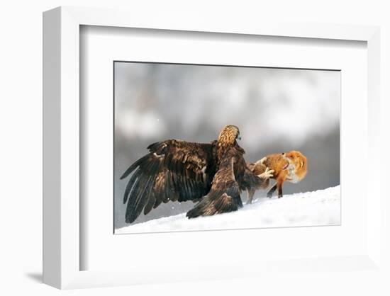 Golden Eagle and Red Fox-null-Framed Premium Giclee Print