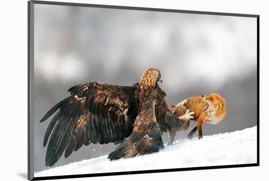 Golden Eagle and Red Fox-null-Mounted Art Print