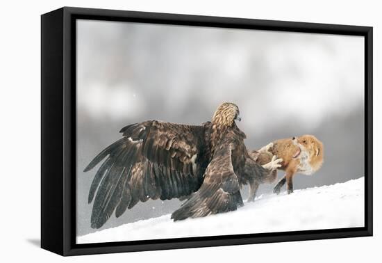 Golden Eagle and Red Fox-Yves Adams-Framed Premier Image Canvas
