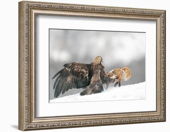 Golden Eagle and Red Fox-Yves Adams-Framed Photographic Print