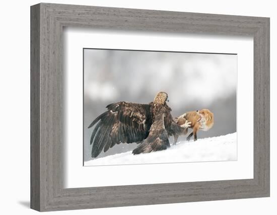 Golden Eagle and Red Fox-Yves Adams-Framed Photographic Print